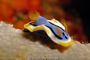Chromodoris Annae by Erich Reboucas 